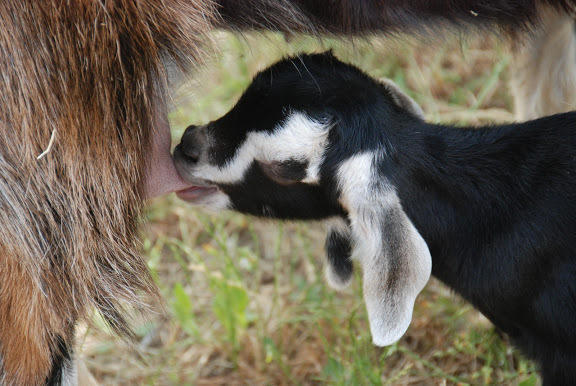 Yarok Az - Ecolodge Farm Ilaniya Eksteriør billede