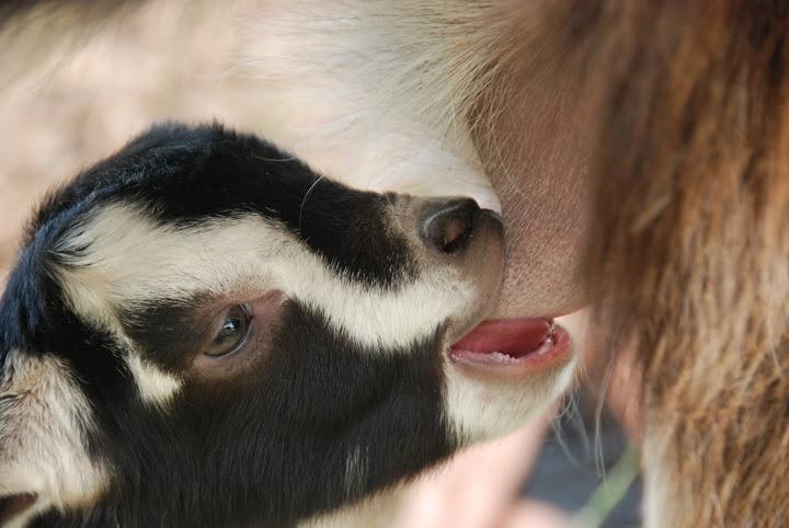 Yarok Az - Ecolodge Farm Ilaniya Eksteriør billede